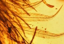 Scientists Found a Dinosaur Tail in Amber That Almost Became Jewelry