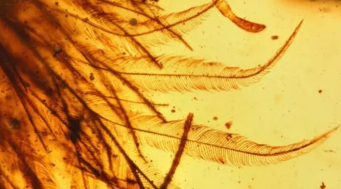 Scientists Found a Dinosaur Tail in Amber That Almost Became Jewelry