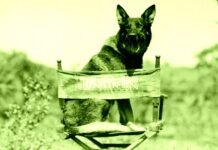 AI Is Even Putting Animal Actors Out of Work