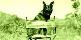 AI Is Even Putting Animal Actors Out of Work
