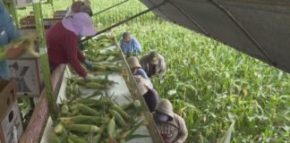 Colorado farmers turn to AI to survive as the state loses nearly 3,000 farms