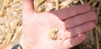 Celtic treasure trove discovered with coins and jewelry dating back 2,000 years