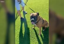 California woman’s dog killed after burglars ransack home, taking jewelry, mementos and money