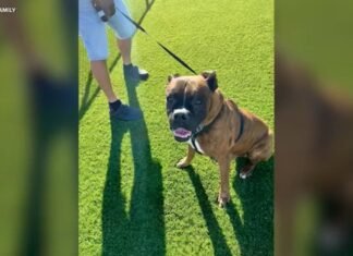 California woman’s dog killed after burglars ransack home, taking jewelry, mementos and money