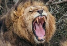 Scientists discover new type of lion roar