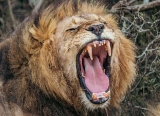 Scientists discover new type of lion roar