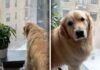 Dog watches the falling snow with wonder: what happens next melts hearts by the dozen