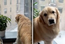 Dog watches the falling snow with wonder: what happens next melts hearts by the dozen