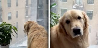 Dog watches the falling snow with wonder: what happens next melts hearts by the dozen