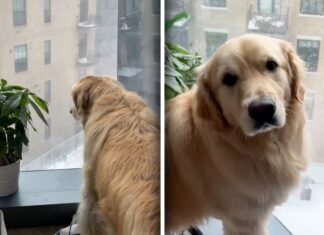Dog watches the falling snow with wonder: what happens next melts hearts by the dozen