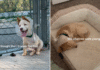 Three-legged puppy watches her siblings get adopted, then it all changed