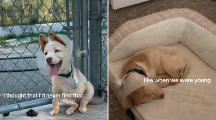 Three-legged puppy watches her siblings get adopted, then it all changed