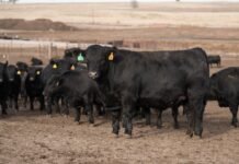 UW Student Uses Artificial Intelligence to Study Risk Factors for Heart Disease in Cattle
