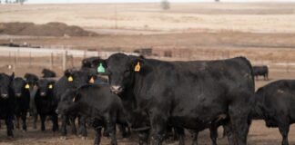 UW Student Uses Artificial Intelligence to Study Risk Factors for Heart Disease in Cattle