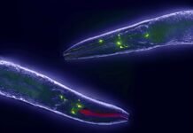 This tiny worm’s brain could transform artificial intelligence. Here’s how | BBC Science Focus Magazine