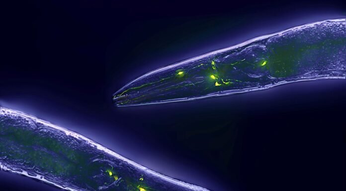 This tiny worm’s brain could transform artificial intelligence. Here’s how | BBC Science Focus Magazine