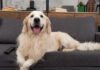 Golden Retriever Watches ‘Twilight’ and Can’t Take His Eyes Off the Screen