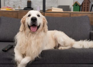 Golden Retriever Watches ‘Twilight’ and Can’t Take His Eyes Off the Screen