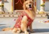 The rise of bespoke pet fashion: From T-shirts with logos to designer outfits