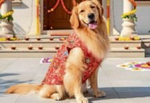 The rise of bespoke pet fashion: From T-shirts with logos to designer outfits