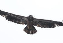 42nd annual Bald Eagle Watch January 31