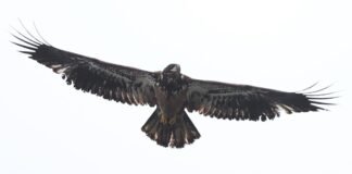 42nd annual Bald Eagle Watch January 31