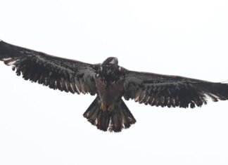 42nd annual Bald Eagle Watch January 31