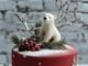 Bespoke Artisanal Cakes Market Is Booming Worldwide | Major Giants Artisan Bake Studio, The Artisanal Cake Co., Handmade Cake Atelier