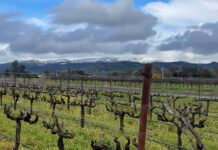 Sonoma Bespoke and Sebastiani Next Episode: The quiet powerhouses shaping what America drinks