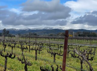 Sonoma Bespoke and Sebastiani Next Episode: The quiet powerhouses shaping what America drinks
