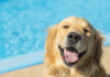 Adorable Golden Retriever Watches the Pool Like a True Pro Lifeguard