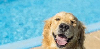 Adorable Golden Retriever Watches the Pool Like a True Pro Lifeguard