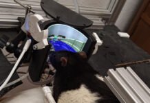 Rats Can Now Shoot Doom Enemies on a Bespoke Curved AMOLED Display