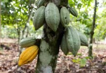 Cocoa Futures Swing as Market Watches West Africa Weather