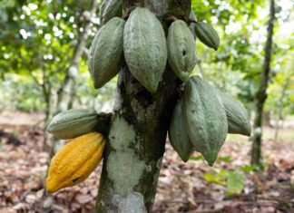 Cocoa Futures Swing as Market Watches West Africa Weather