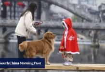 China’s service sector shines as holidaymakers eye bespoke adventures with pets