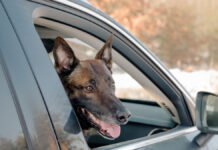 Belgian Malinois Watches Woman Eat a McMuffin and Loses It, Letting Out the Saddest Whimper