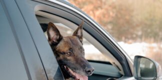 Belgian Malinois Watches Woman Eat a McMuffin and Loses It, Letting Out the Saddest Whimper