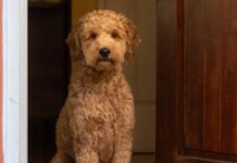 Goldendoodle Watches an Old Video and Does Something Unexpected