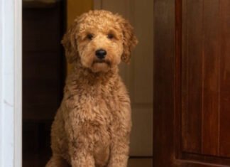 Goldendoodle Watches an Old Video and Does Something Unexpected