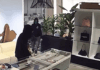 Massive luxury handbag heist caught on camera as heavily armed police swarm California store