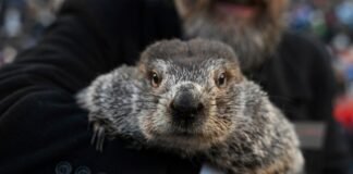 Will Punxsutawney Phil see his shadow? How to watch Groundhog Day 2026 live