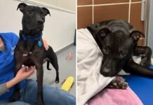 Tears as Shy Puppy Watches His Brother Get Adopted—Now He Waits Alone