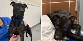 Tears as Shy Puppy Watches His Brother Get Adopted—Now He Waits Alone
