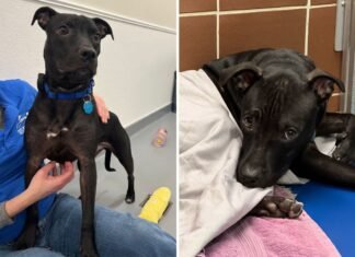 Tears as Shy Puppy Watches His Brother Get Adopted—Now He Waits Alone