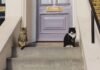 Woman watches her cat invite friends over, hearts melt at what she captures