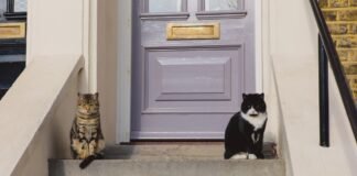 Woman watches her cat invite friends over, hearts melt at what she captures