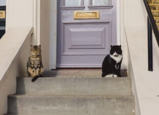 Woman watches her cat invite friends over, hearts melt at what she captures