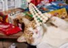 Cat Power: New York City’s Shop Cats Play With Spring Baubles