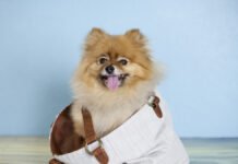 Aldi’s $5 Designer Handbag Dog Toy Is Turning Heads With Pet Parents